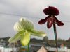 Paphiopedilum Mottled Leaf Albino Type